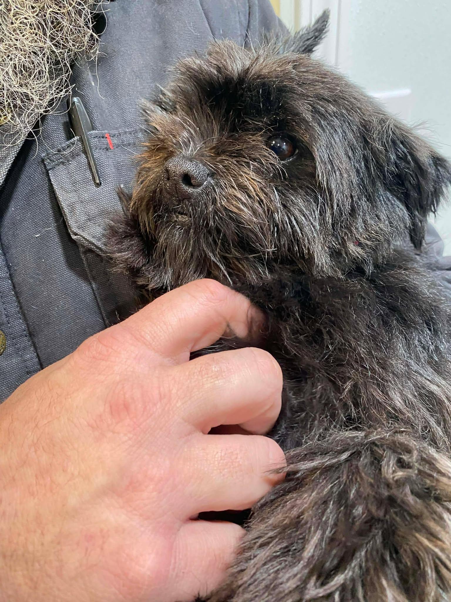 Betty, a Adopted Yorkshire Terrier in Lewistown, PA image 3/3
