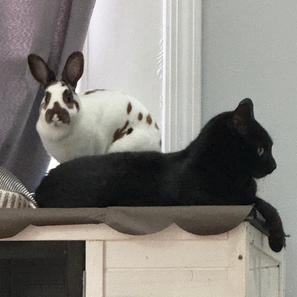 Toffee - Home to Home photo