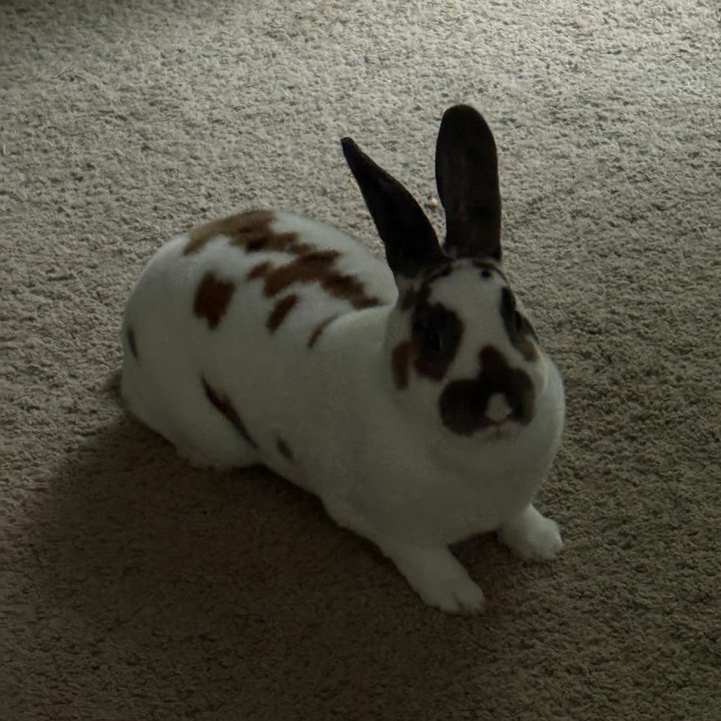Enlarge Toffee - Home to Home, a Adoptable Mini Rex in South Elgin, IL image 2/6