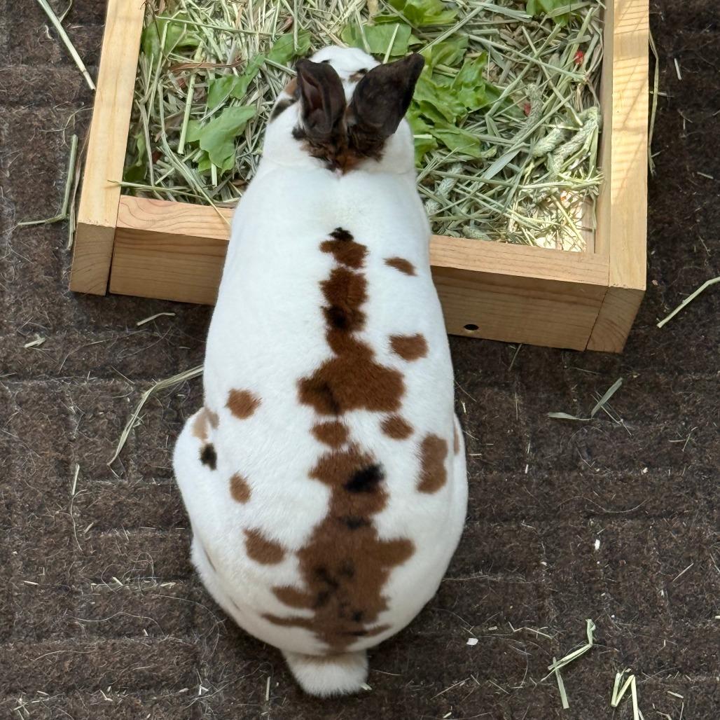 Enlarge Toffee - Home to Home, a Adoptable Mini Rex in South Elgin, IL image 3/6