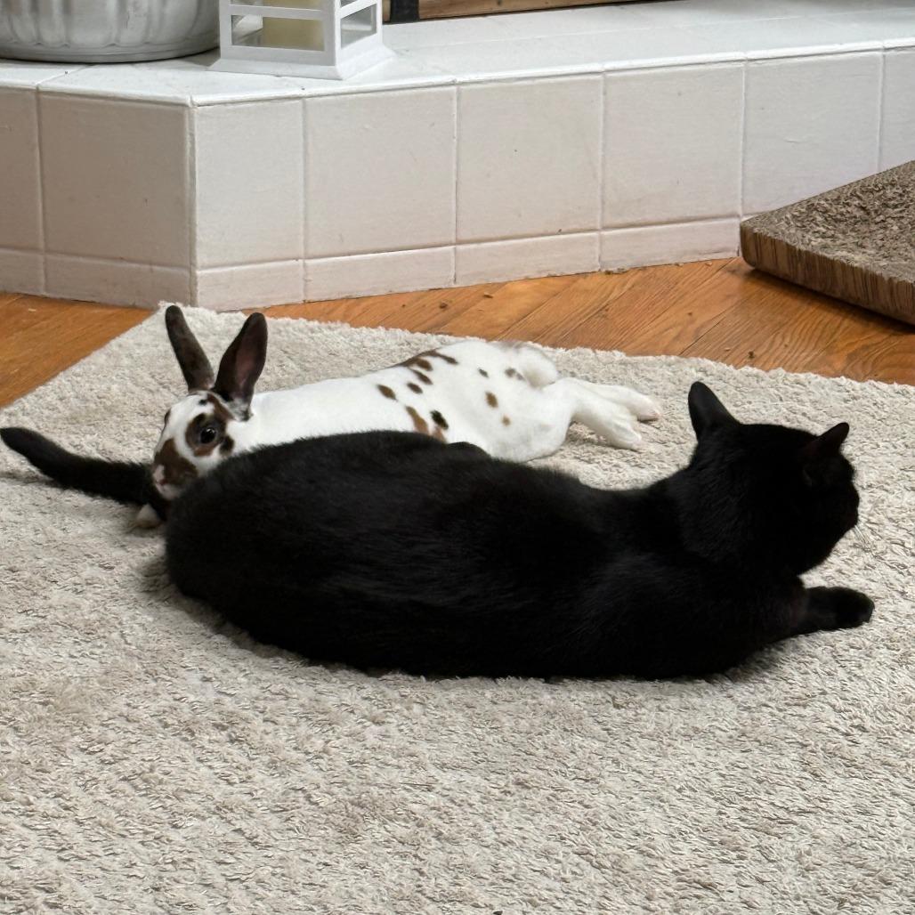 Enlarge Toffee - Home to Home, a Adoptable Mini Rex in South Elgin, IL image 4/6