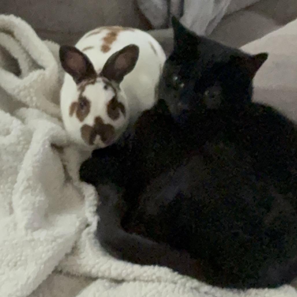 Enlarge Toffee - Home to Home, a Adoptable Mini Rex in South Elgin, IL image 6/6