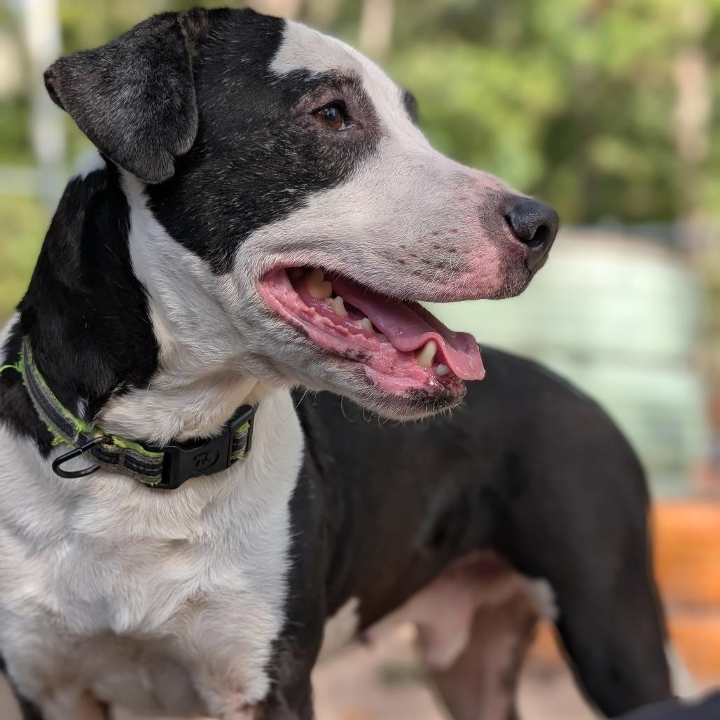 Enlarge Crash 28214, a Adoptable Mixed Breed in Middleburg, FL image 1/3