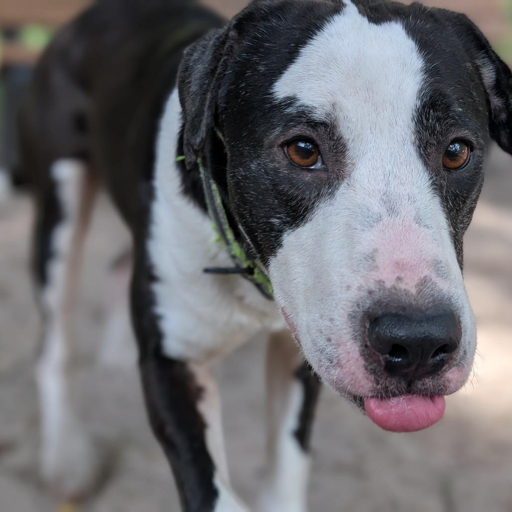 Enlarge Crash 28214, a Adoptable Mixed Breed in Middleburg, FL image 2/3