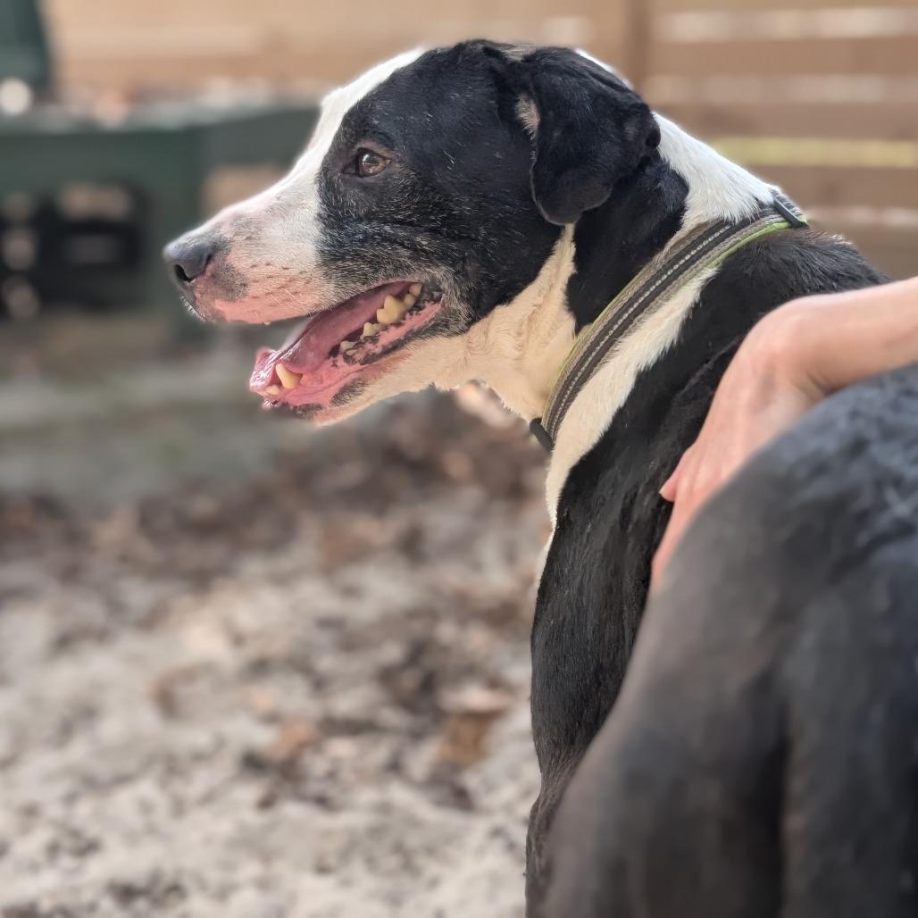 Enlarge Crash 28214, a Adoptable Mixed Breed in Middleburg, FL image 3/3