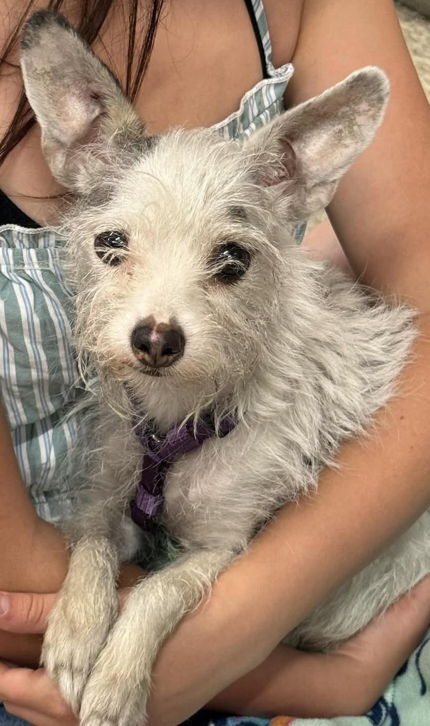 Tilly, Adult Female unknown