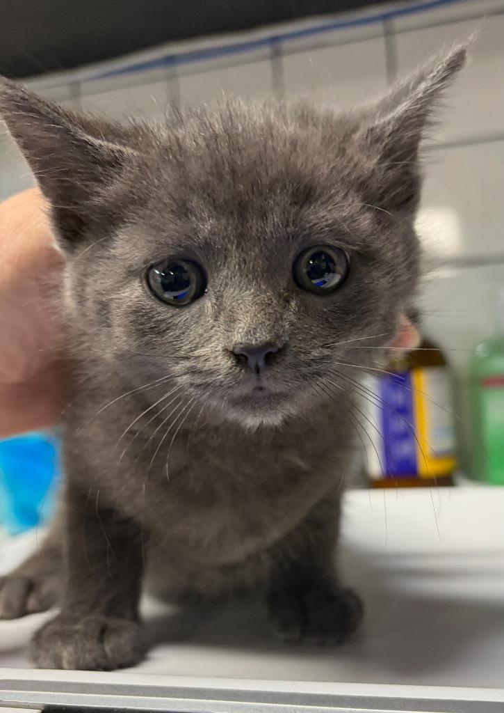 Ricky Bobby, Adoptable, Kitten Male Domestic Short Hair.