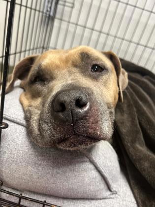 Jessie, Adoptable, Adult Female Pit Bull Terrier & Mixed Breed.