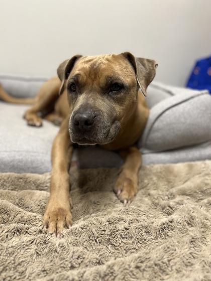 Jessie, a Adoptable mixed breed in St. Anne, IL image 2/2