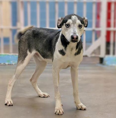Enlarge Batman 4307, an adopted mixed breed in Phoenix, AZ image 1/1
