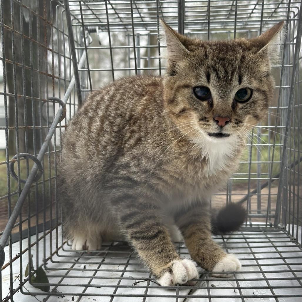 Enlarge Banana Mania, a Adoptable Domestic Short Hair in Columbiana, AL image 1/1