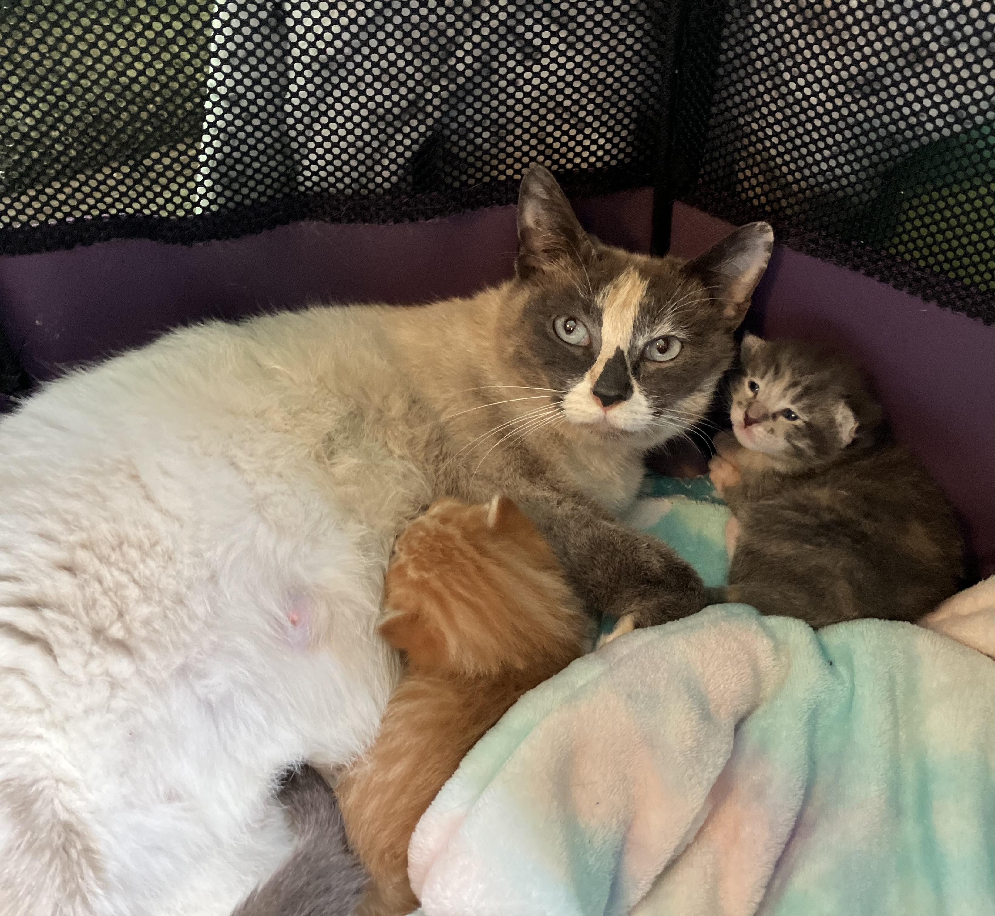 Church Lady, a Adoptable Dilute Calico in San Juan Capistrano, CA image 3/3