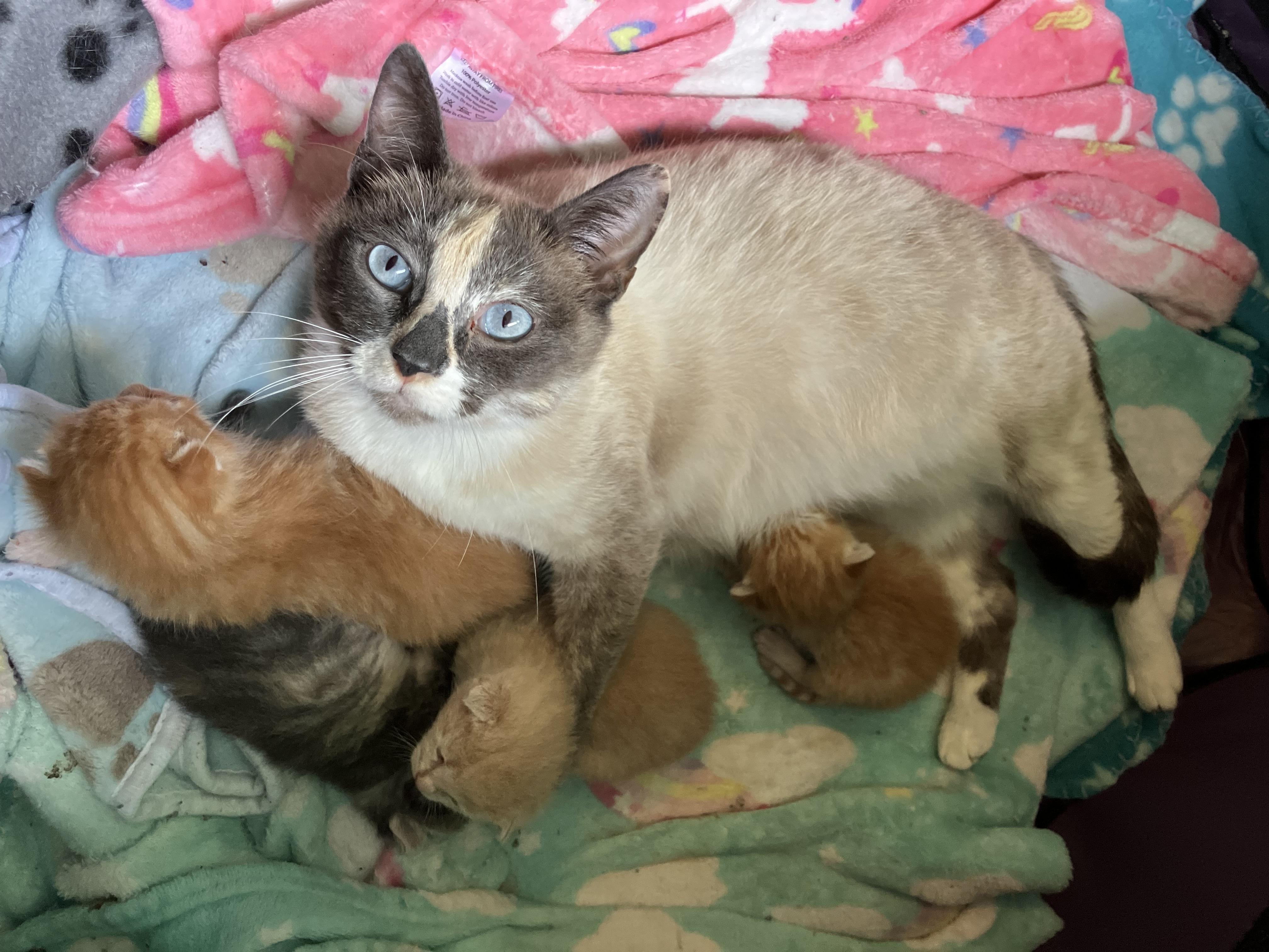 Church Lady, a Adoptable Dilute Calico in San Juan Capistrano, CA image 2/3