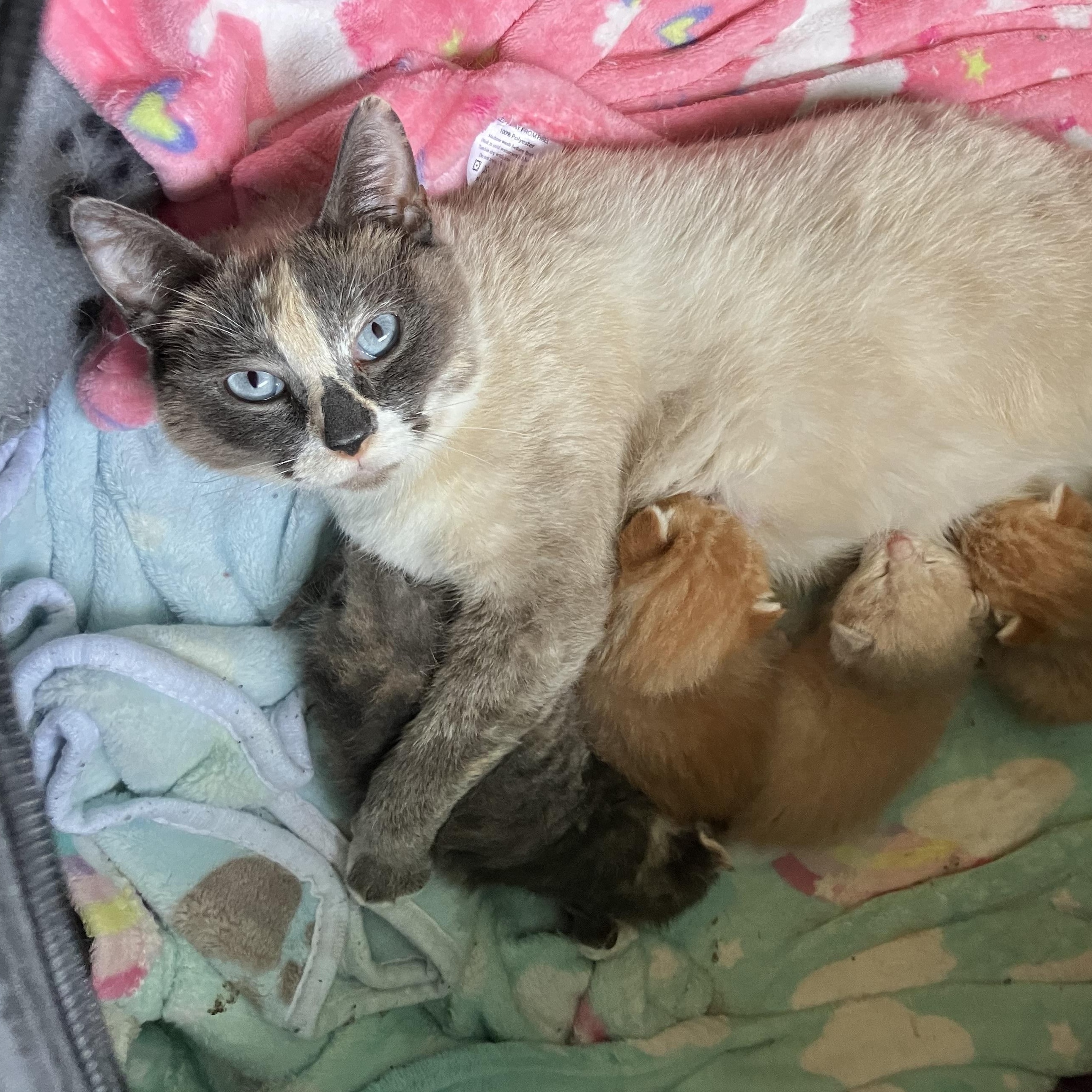 Church Lady, a Adoptable Dilute Calico in San Juan Capistrano, CA image 1/3
