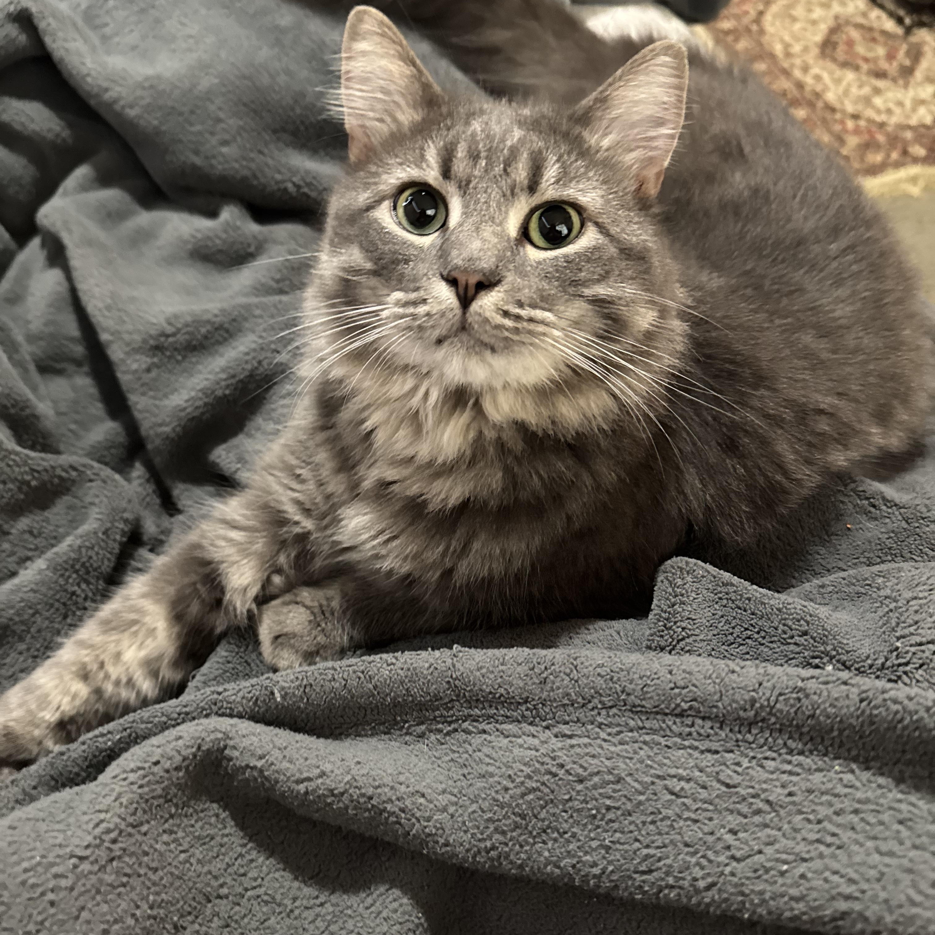 Bacardi, adopted, Adult Male Domestic Long Hair.