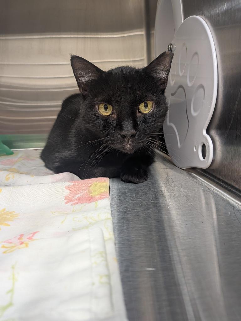 Kody, Adoptable, Senior Male Domestic Short Hair.