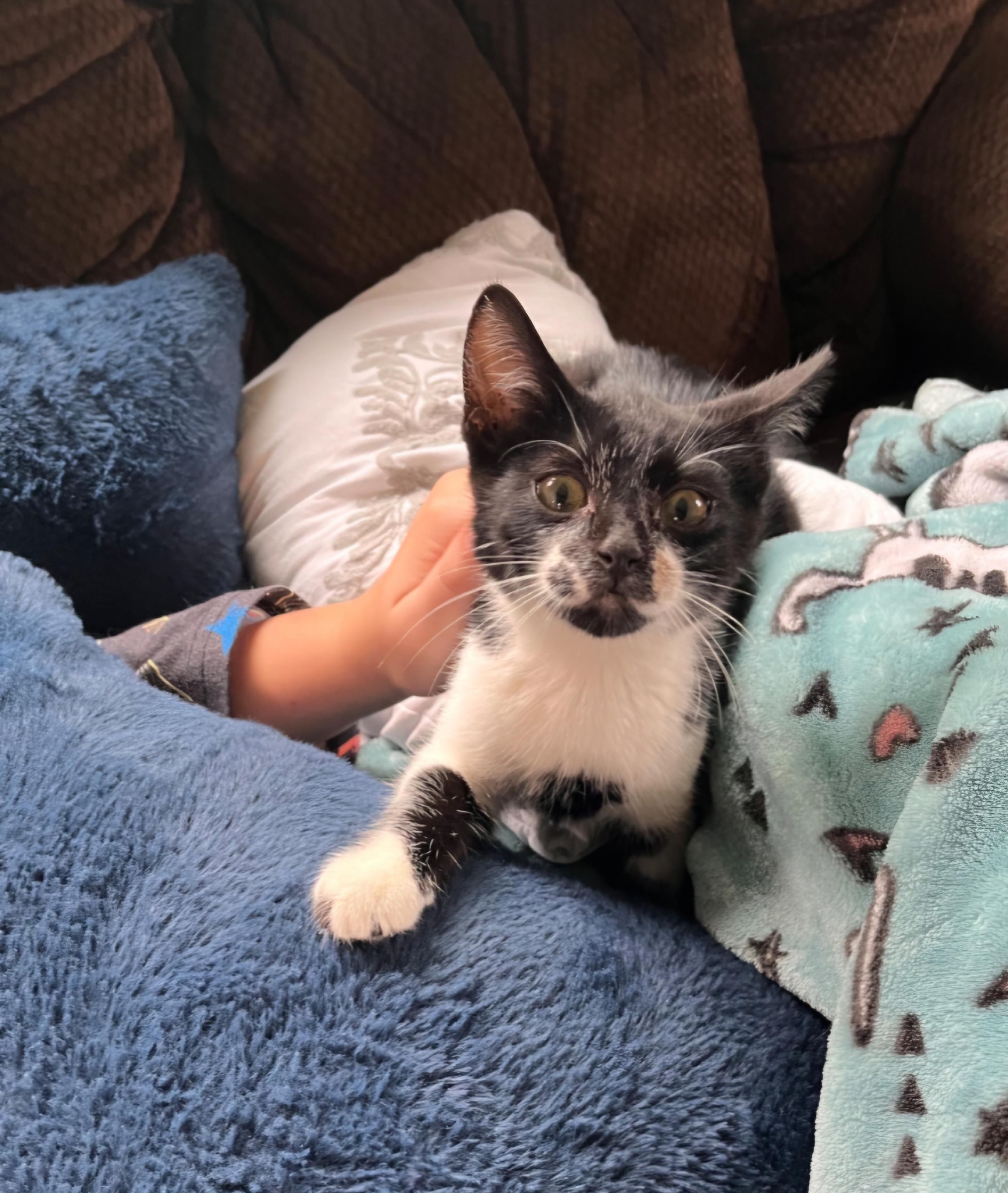 Enlarge Felix, a ADOPTABLE Tuxedo in Jamestown, ND image 3/6