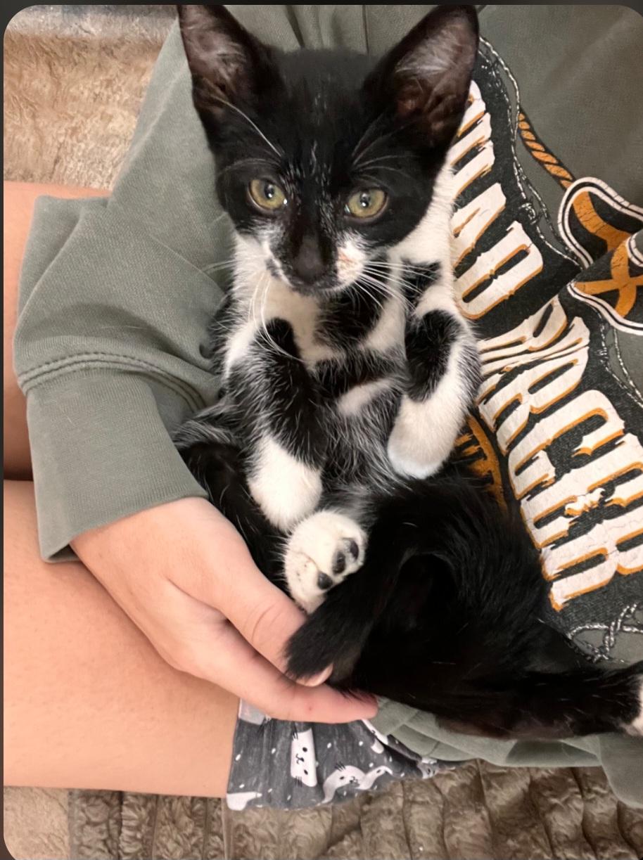 Enlarge Felix, a ADOPTABLE Tuxedo in Jamestown, ND image 4/6