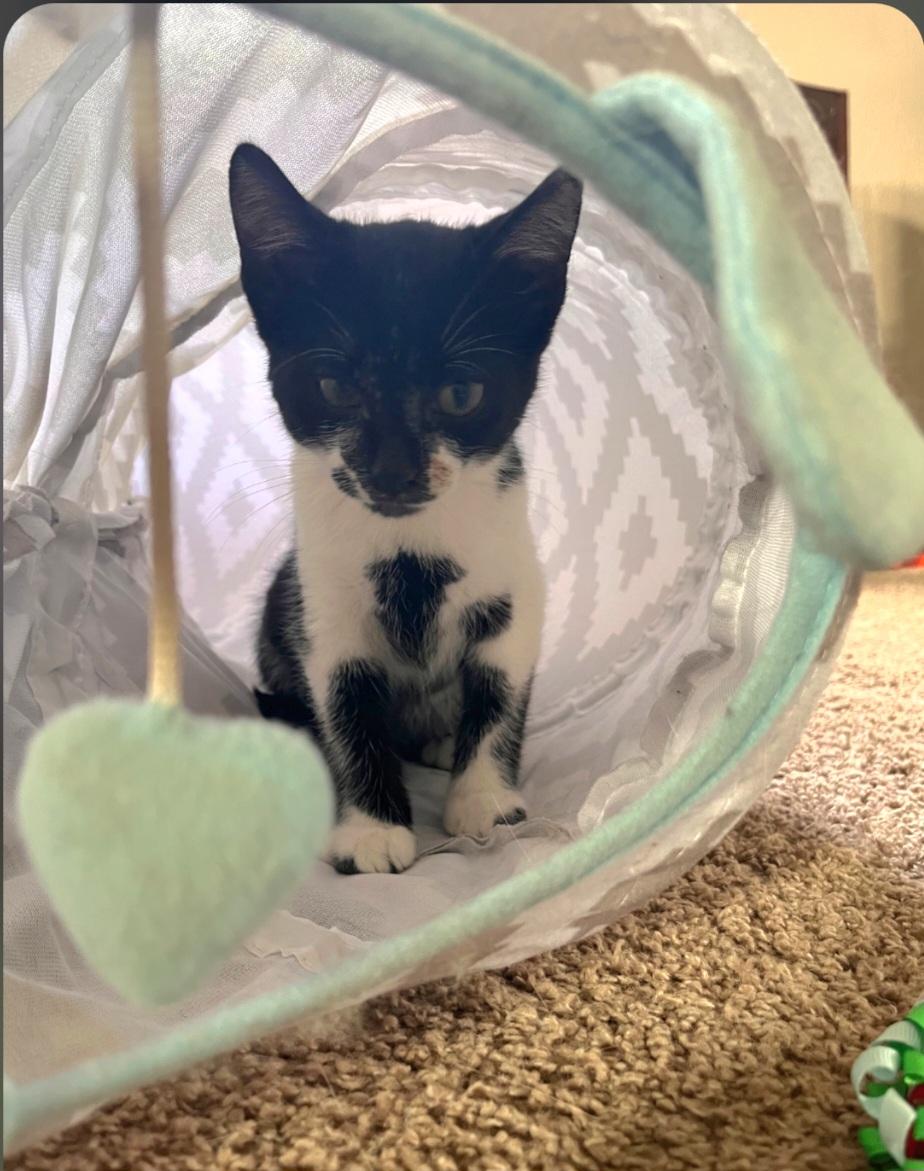 Enlarge Felix, a ADOPTABLE Tuxedo in Jamestown, ND image 6/6