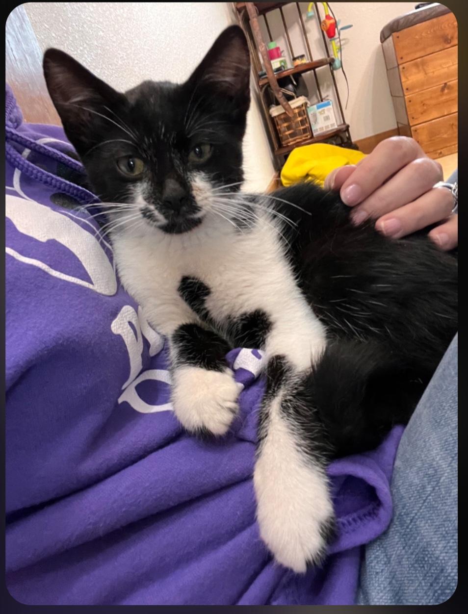 Enlarge Felix, a ADOPTABLE Tuxedo in Jamestown, ND image 1/6