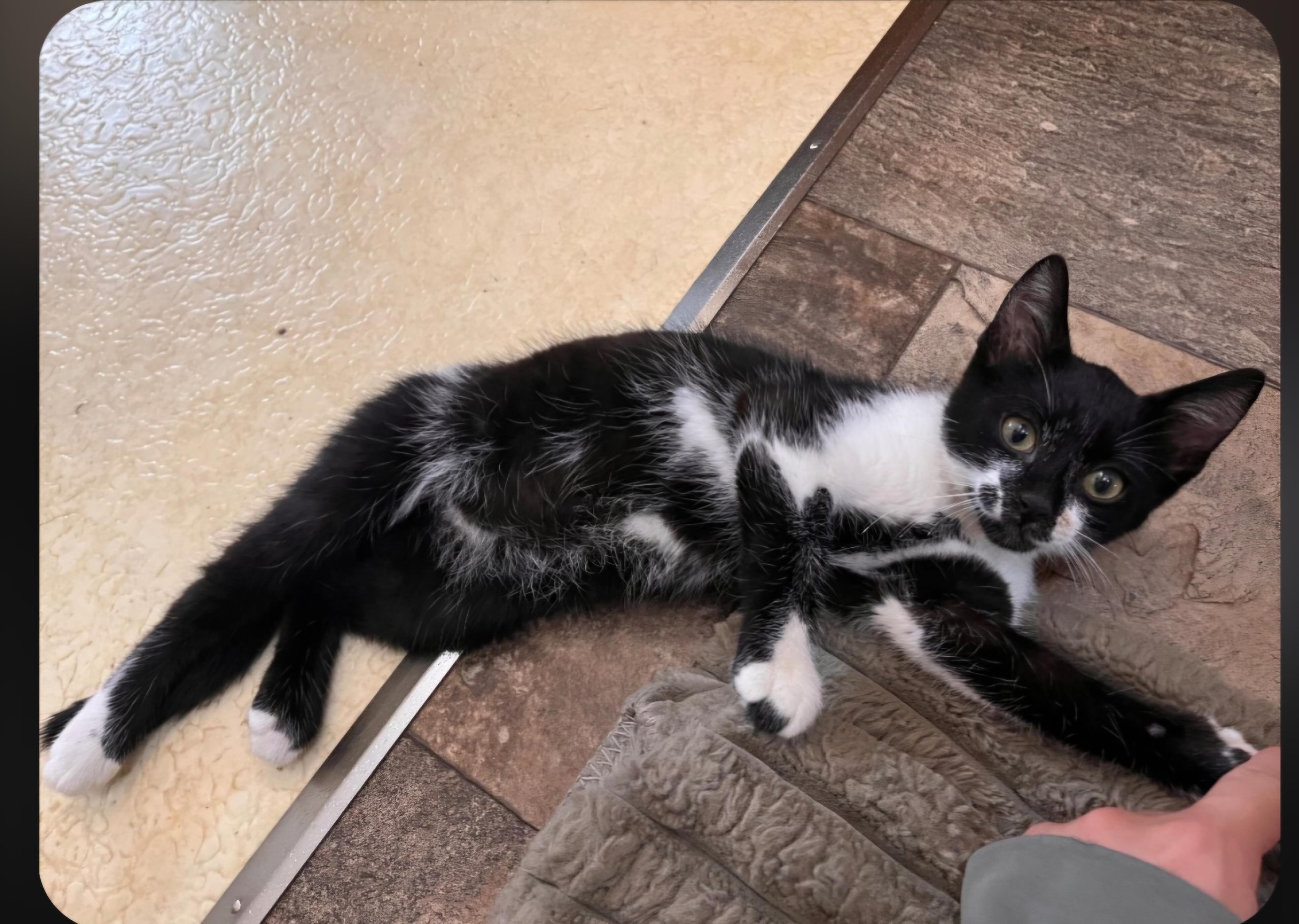 Enlarge Felix, a ADOPTABLE Tuxedo in Jamestown, ND image 2/6