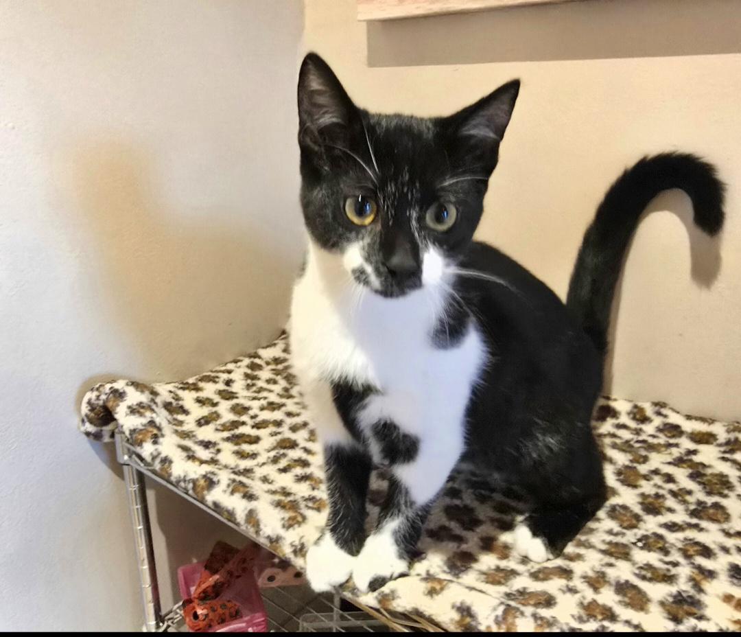 Felix, Adoptable, Young Male Tuxedo.
