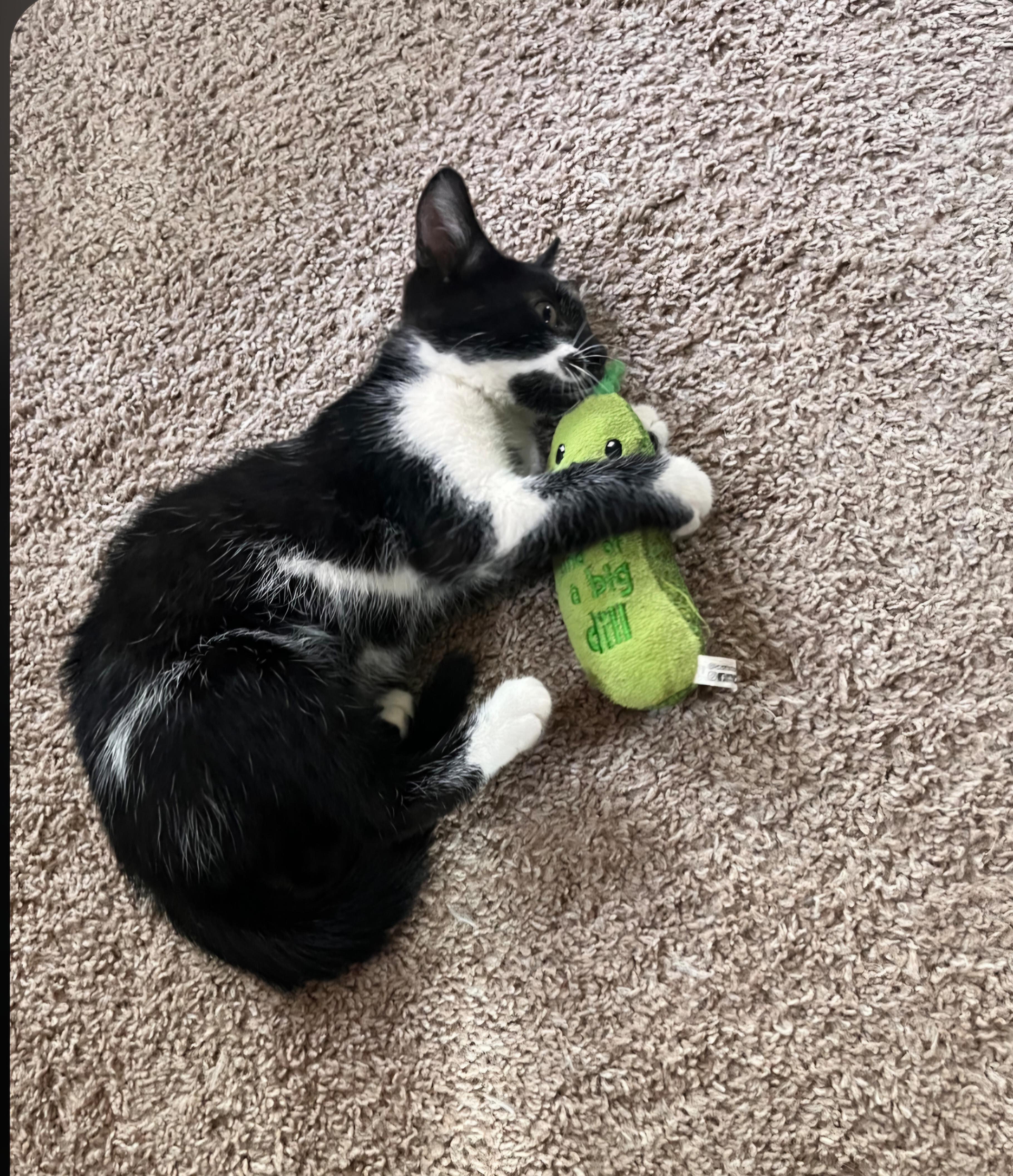 Enlarge Felix, a ADOPTABLE Tuxedo in Jamestown, ND image 5/6