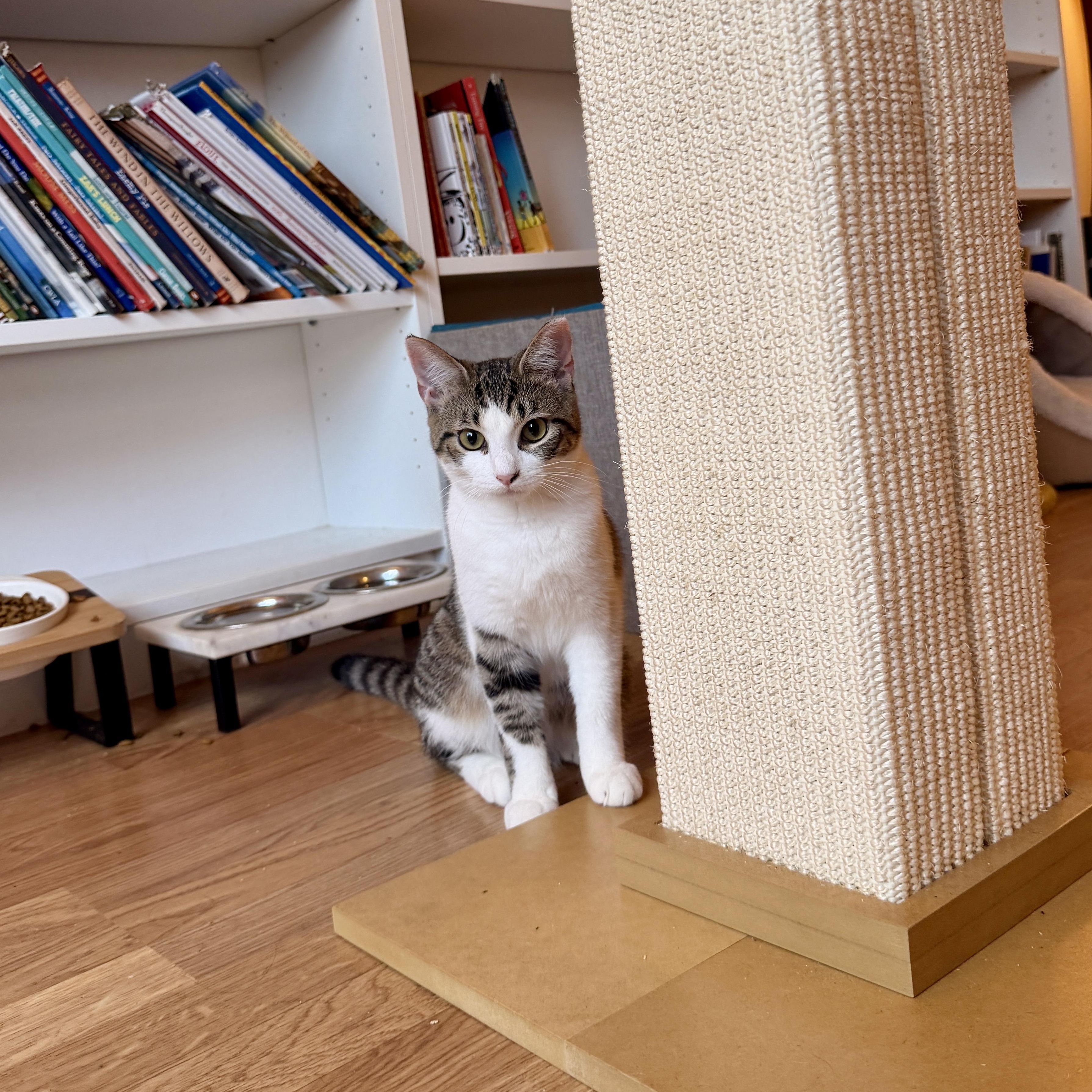 Enlarge Sara, a Adoptable Domestic Short Hair in Boca Raton, FL image 2/5