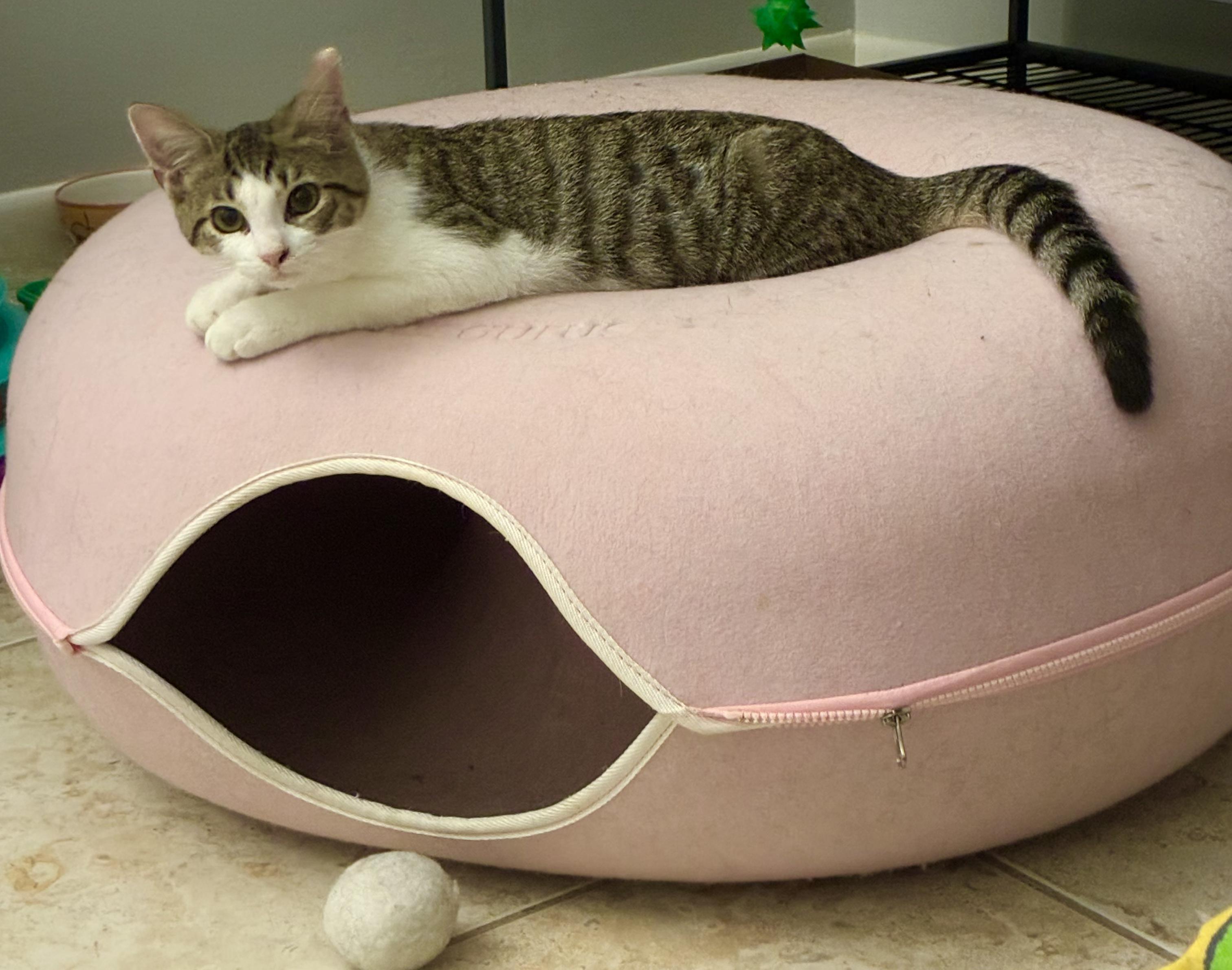 Enlarge Sara, a ADOPTABLE Domestic Short Hair in Boca Raton, FL image 2/2