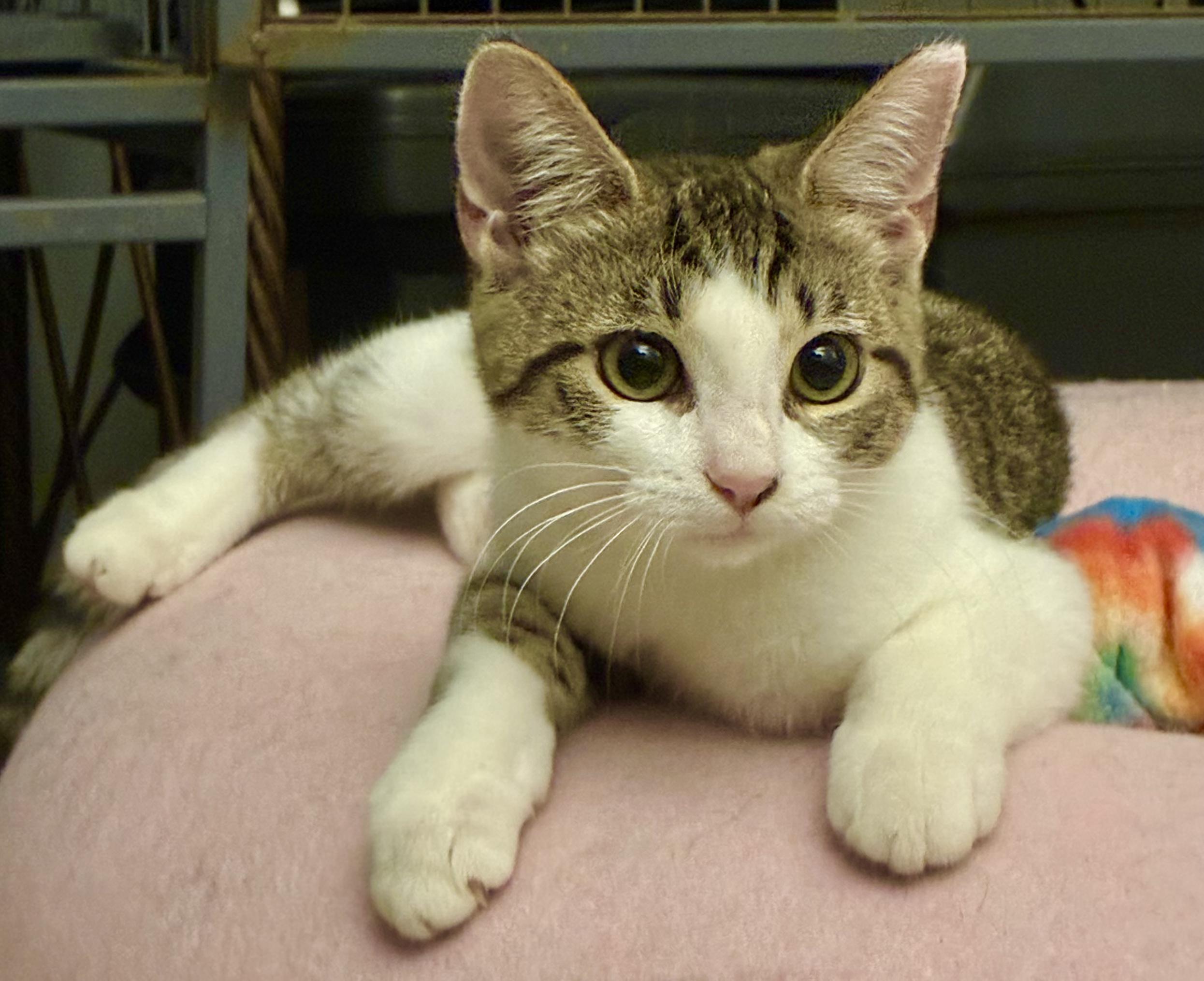 Sara, ADOPTABLE, Kitten Female Domestic Short Hair.