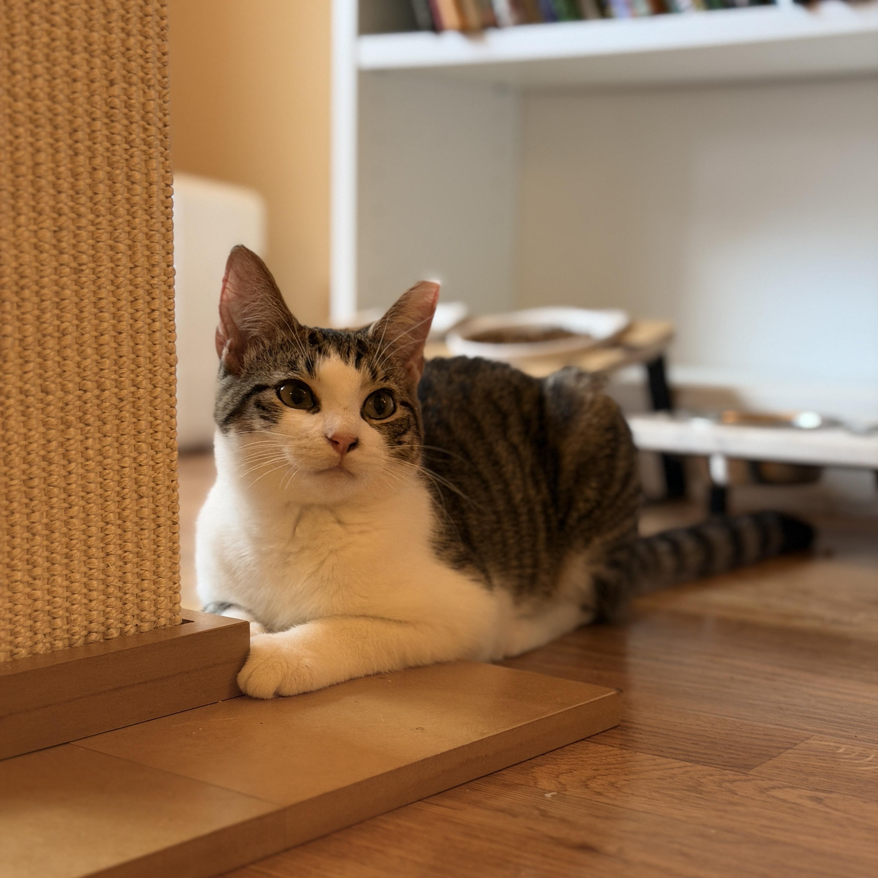 Enlarge Sara, a Adoptable Domestic Short Hair in Boca Raton, FL image 3/5
