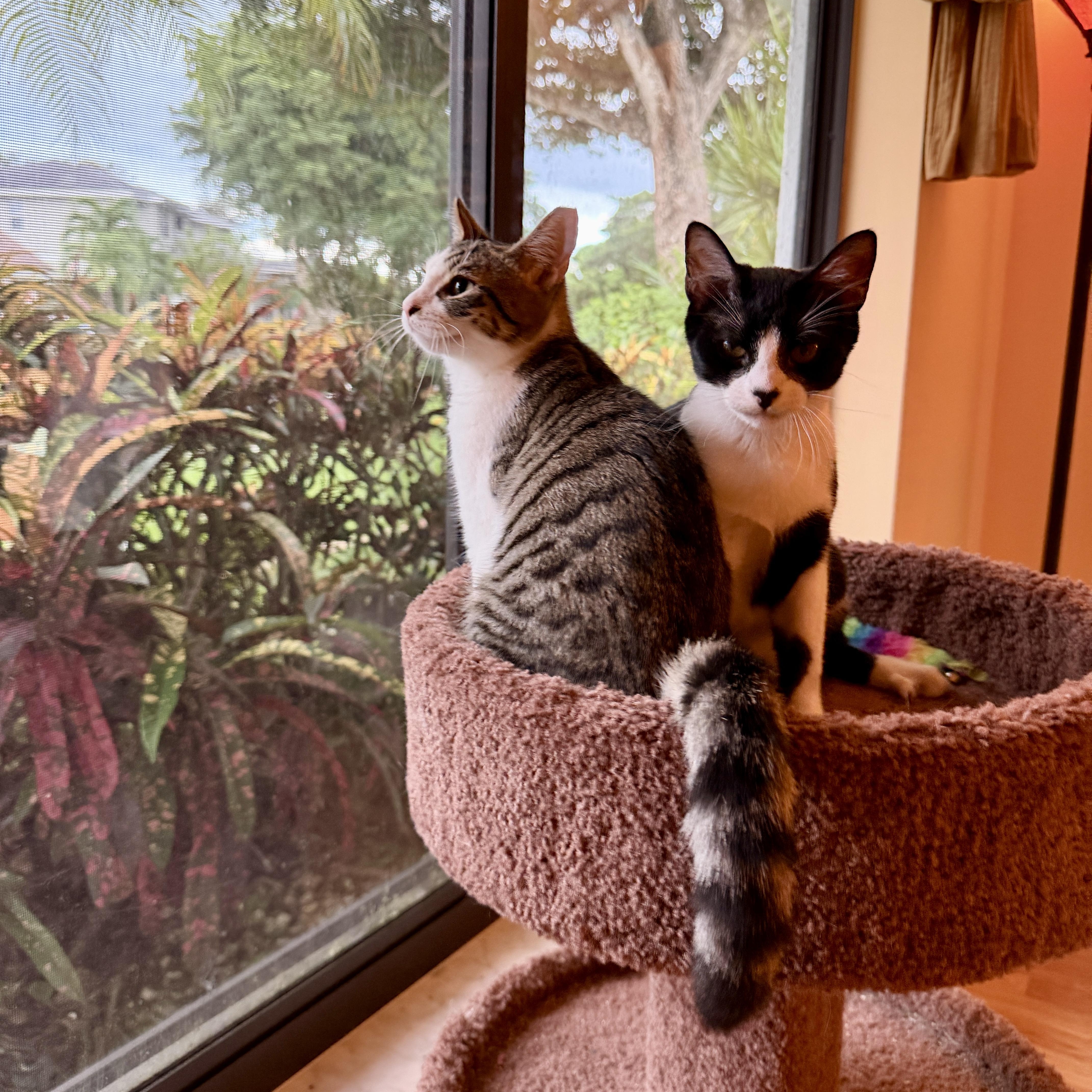 Enlarge Sara, a Adoptable Domestic Short Hair in Boca Raton, FL image 5/5
