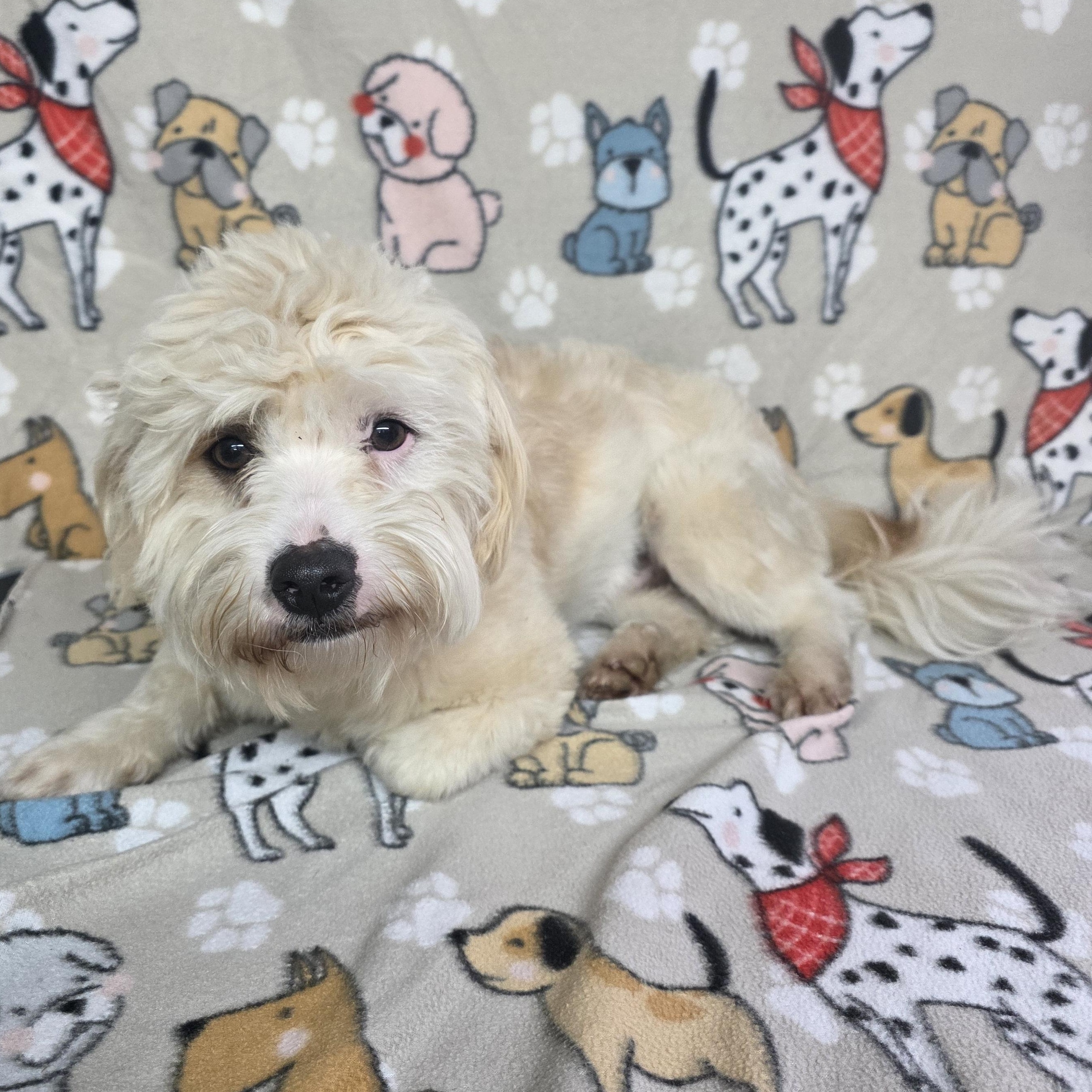 Enlarge Patron, an adopted mixed breed in Dallas, GA image 2/4