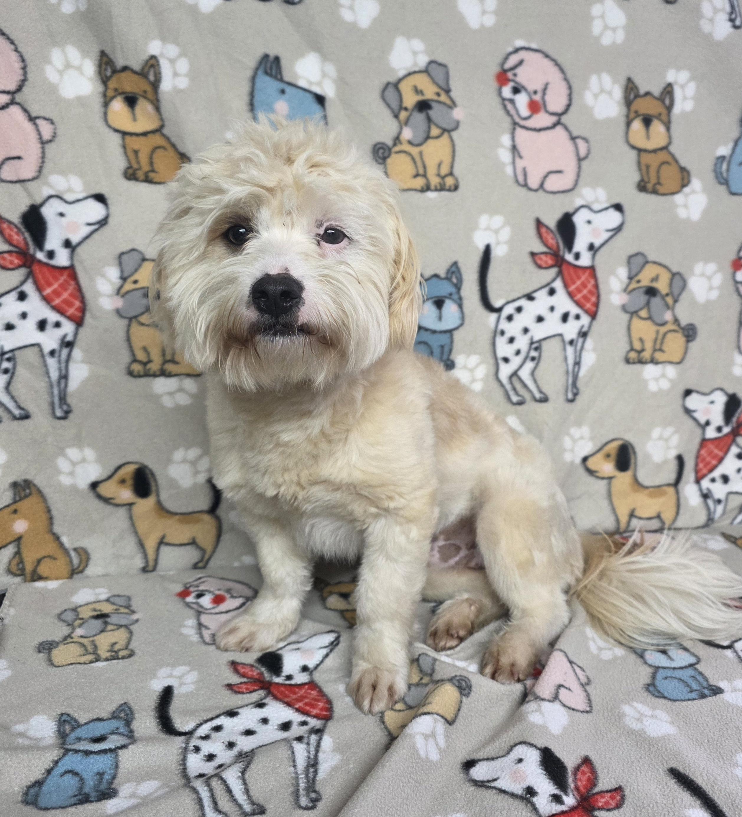 Enlarge Patron, an adopted mixed breed in Dallas, GA image 1/4