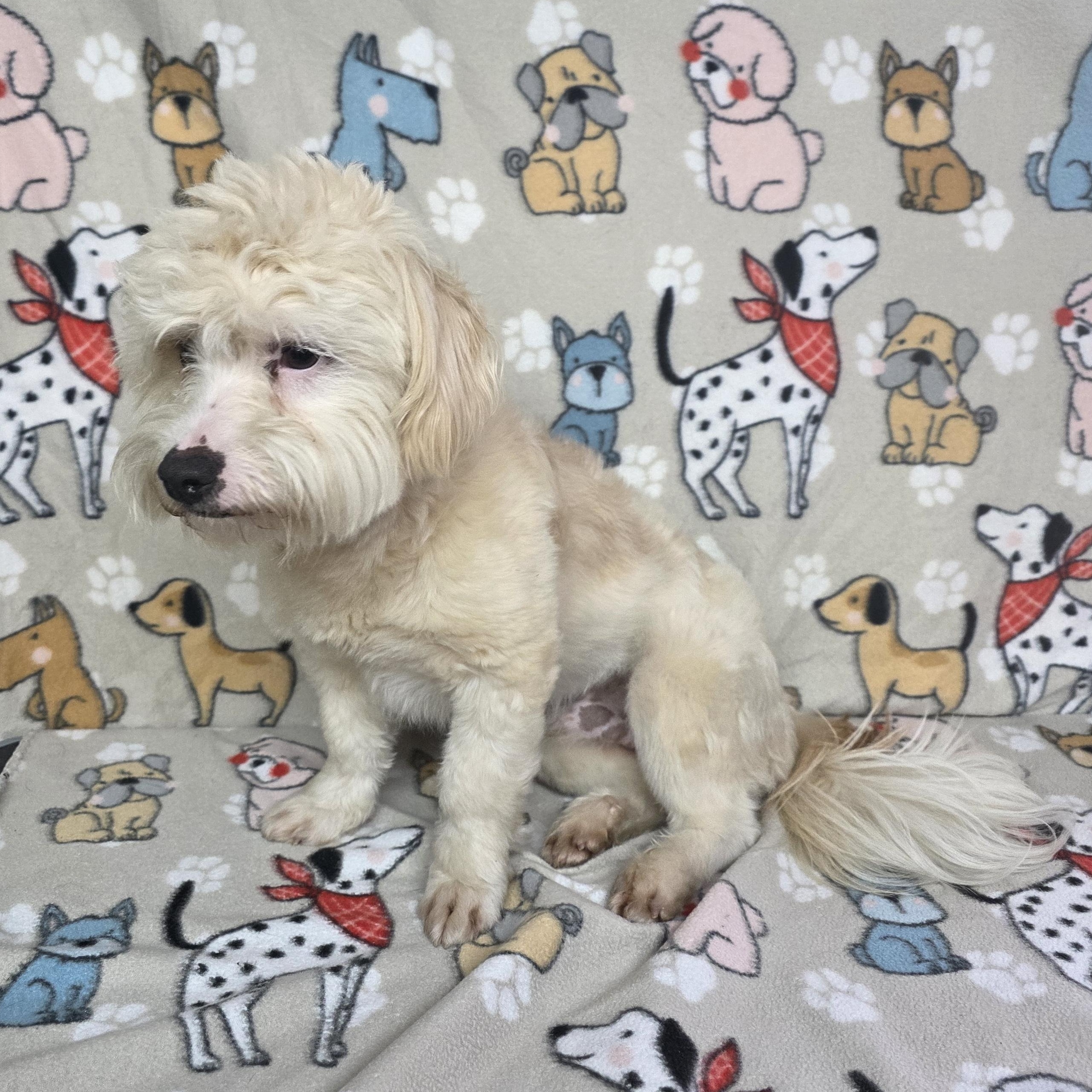 Enlarge Patron, an adopted mixed breed in Dallas, GA image 3/4