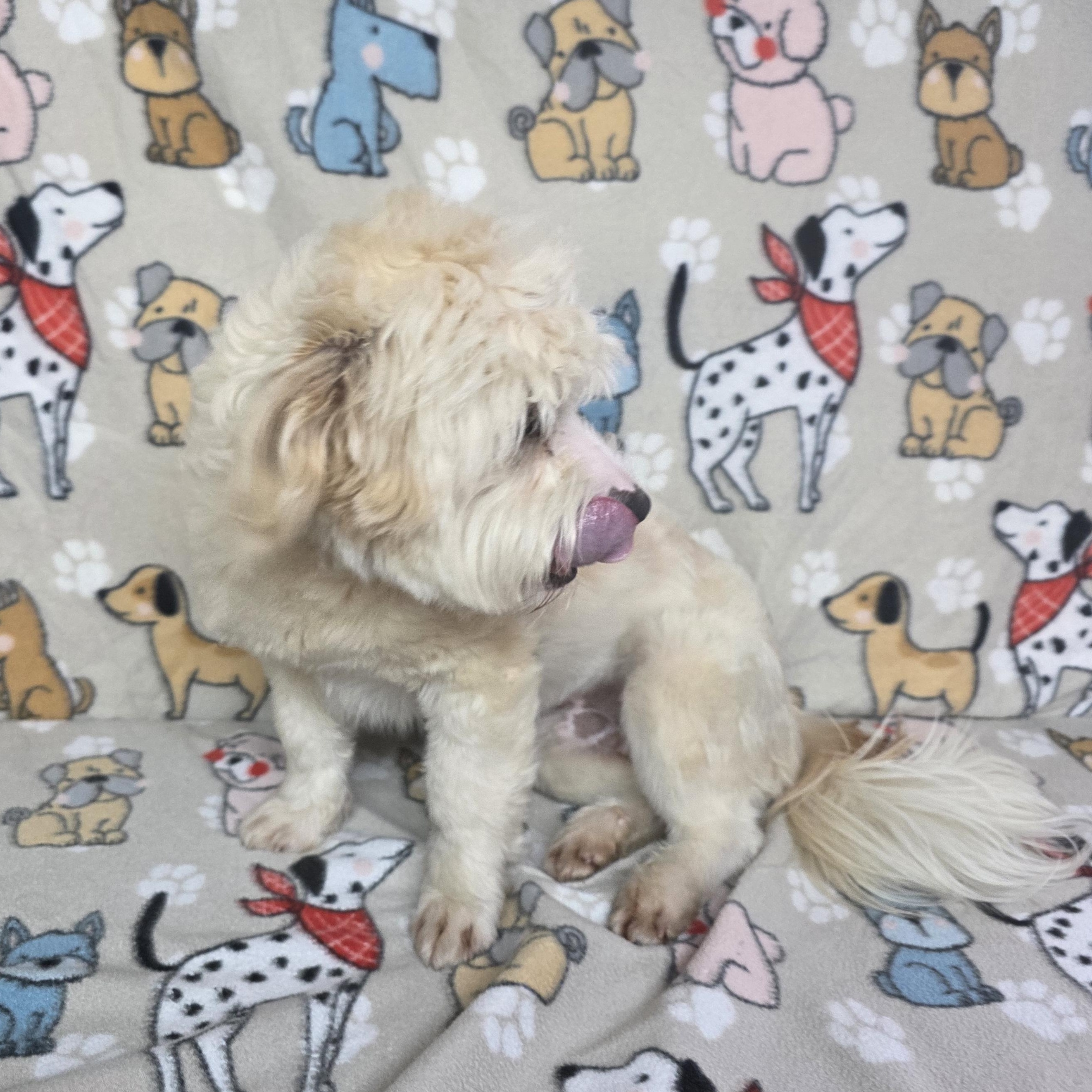 Enlarge Patron, an adopted mixed breed in Dallas, GA image 4/4