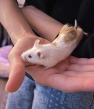 Crumpet, adopted, Adult Male Mouse.