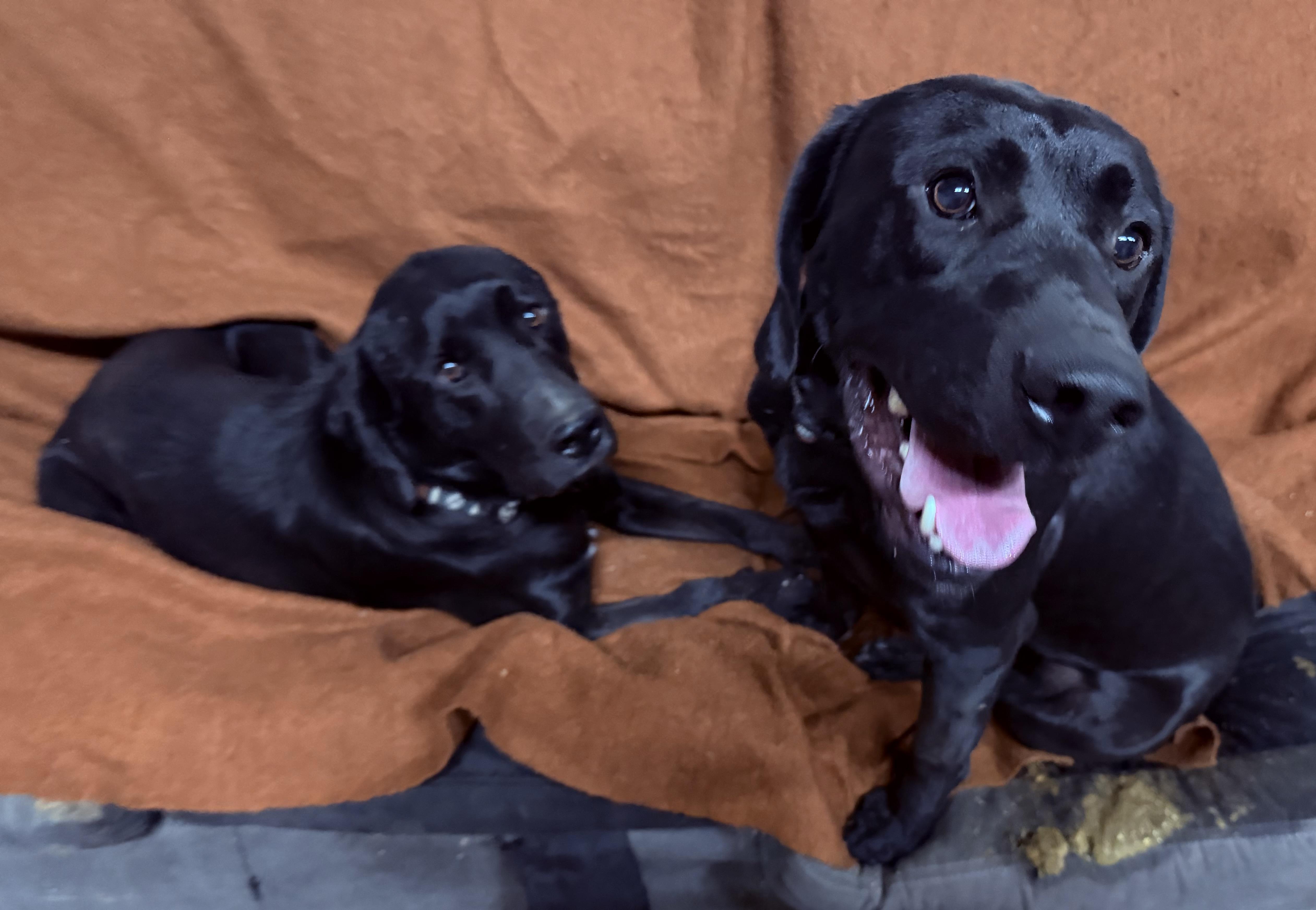 Enlarge Cowboy and Sam, a Adoptable mixed breed in Plummer, ID image 5/5