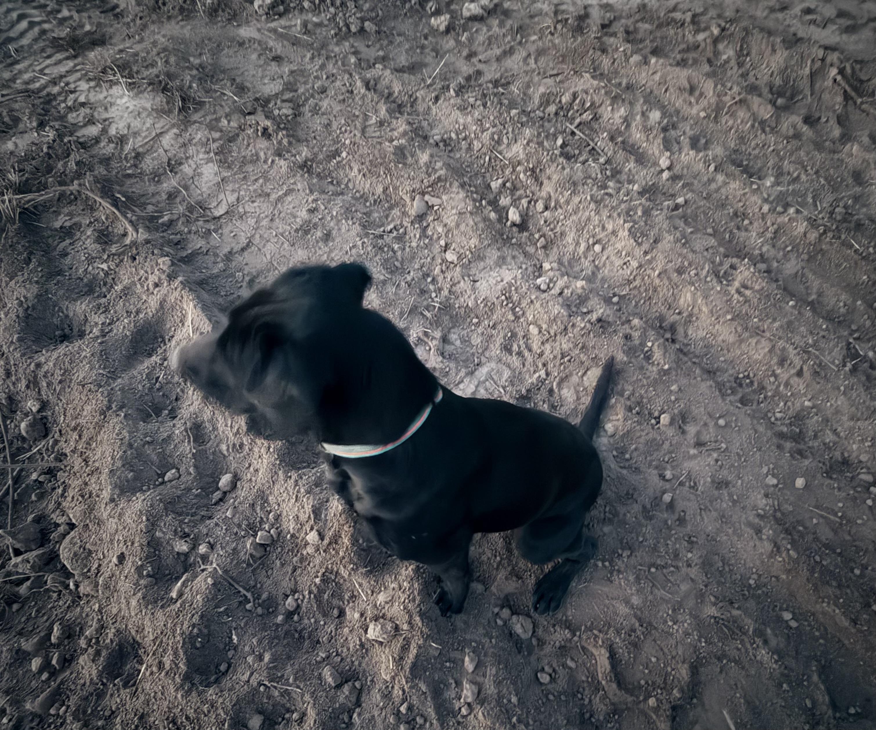 Enlarge Cowboy and Sam, a Adoptable mixed breed in Plummer, ID image 3/5
