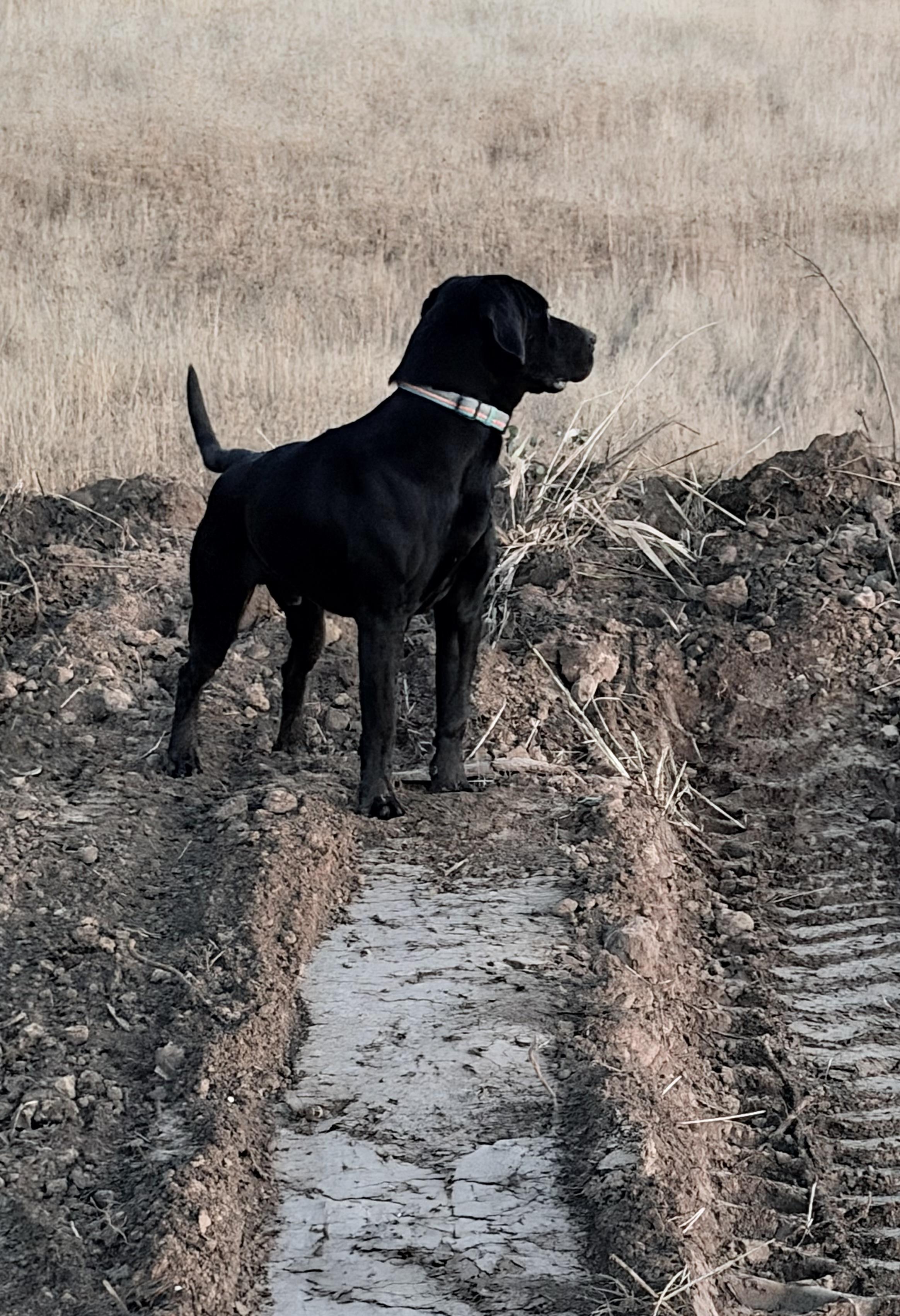 Enlarge Cowboy and Sam, a Adoptable mixed breed in Plummer, ID image 2/5