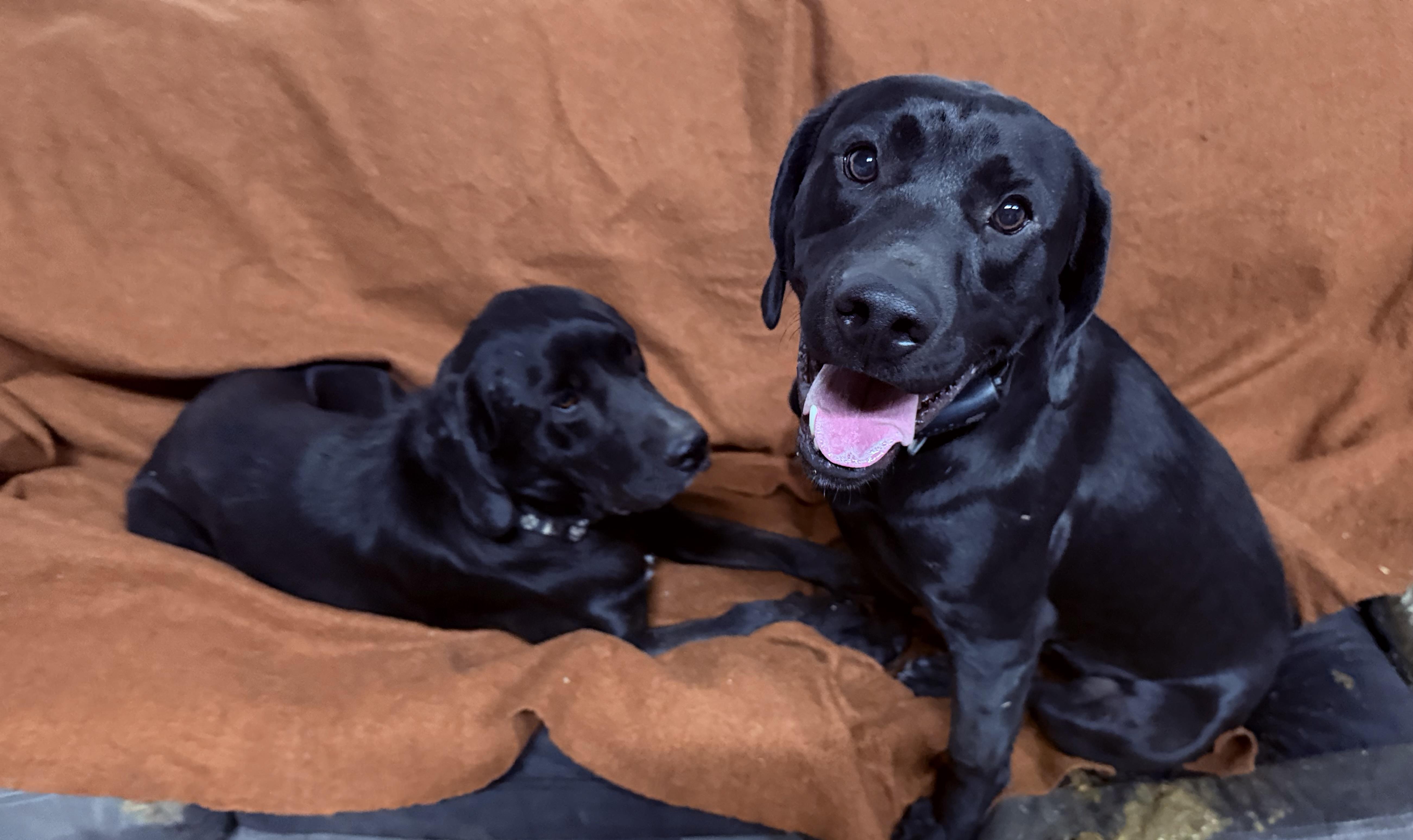 Cowboy and Sam, Adoptable, Young Male Black Labrador Retriever & Black Mouth Cur.