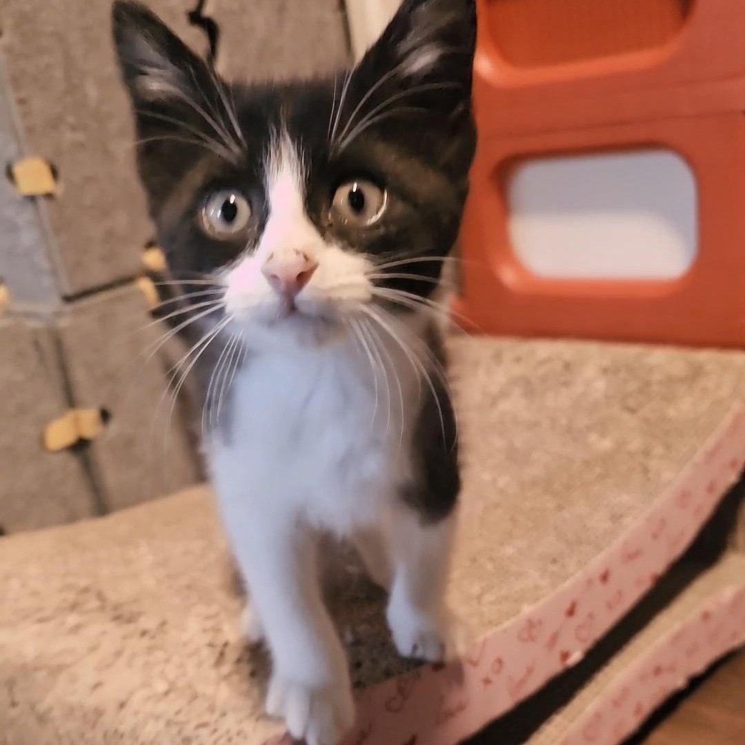Enlarge PEPÉ LE PEW, an adopted Tuxedo in Fletcher, OK image 2/4