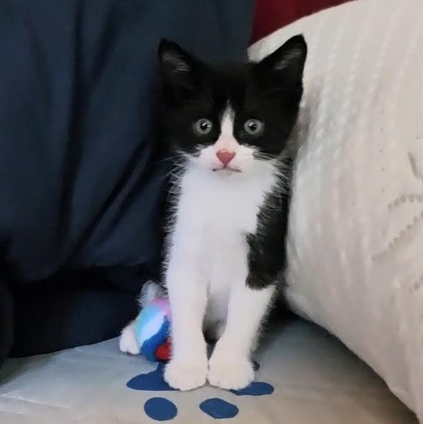 Enlarge PEPÉ LE PEW, an adopted Tuxedo in Fletcher, OK image 4/4