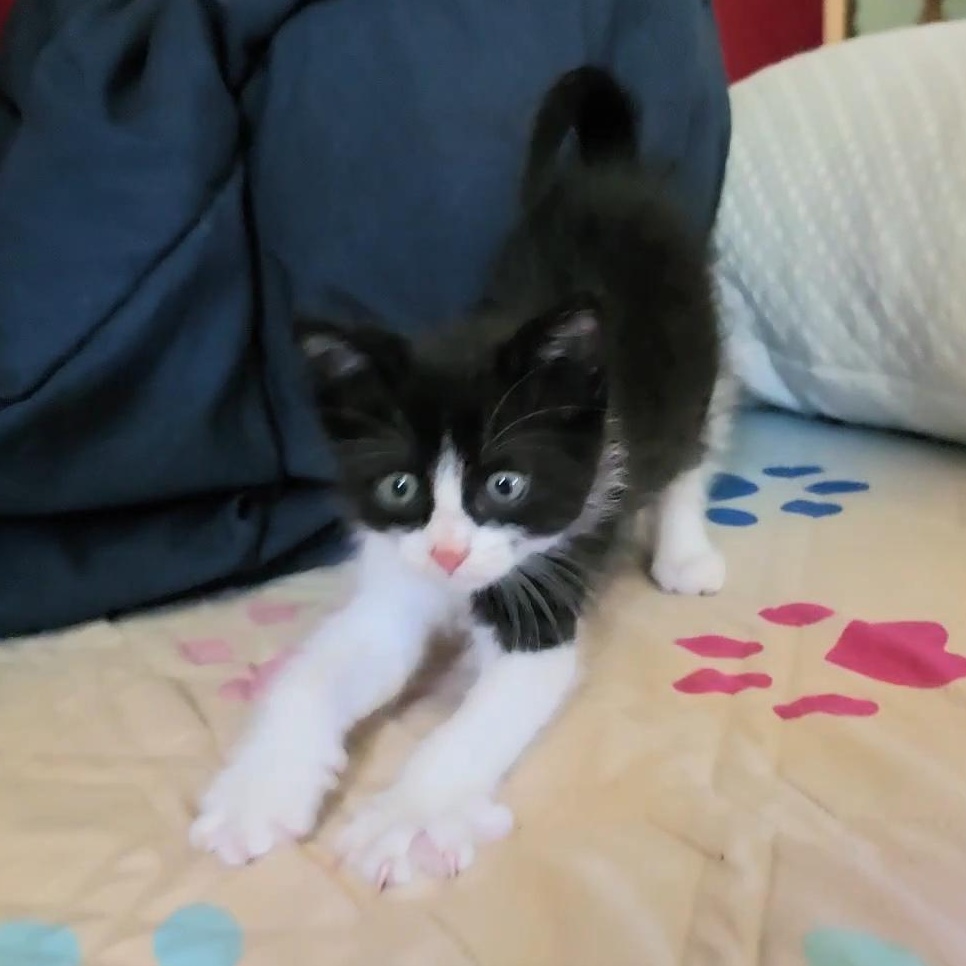 Enlarge PEPÉ LE PEW, an adopted Tuxedo in Fletcher, OK image 3/4