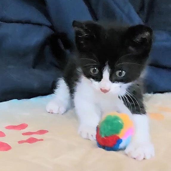 PEPÉ LE PEW, adopted, Kitten Male Tuxedo.