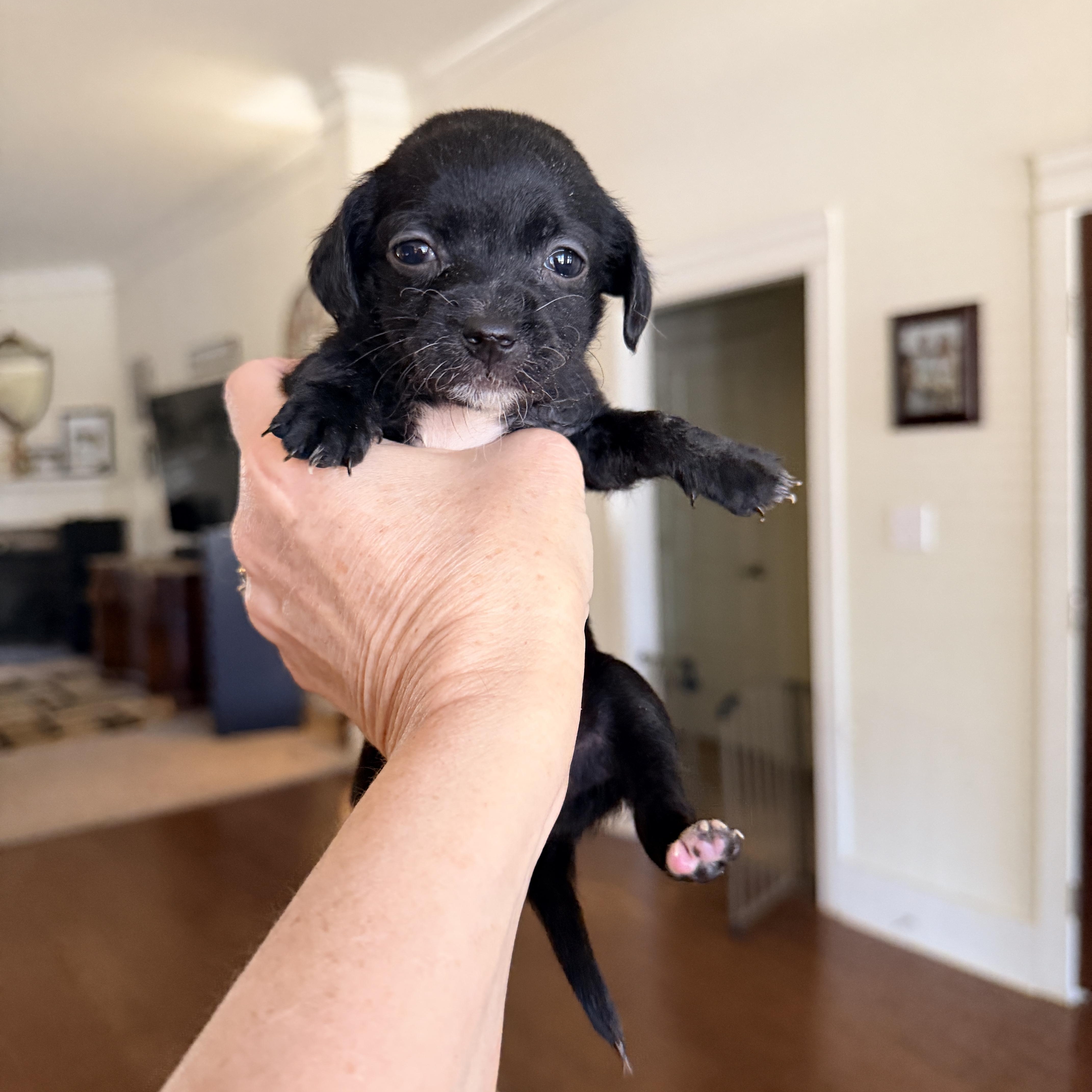 Magpie, adopted, Puppy Female Dachshund & Mixed Breed.