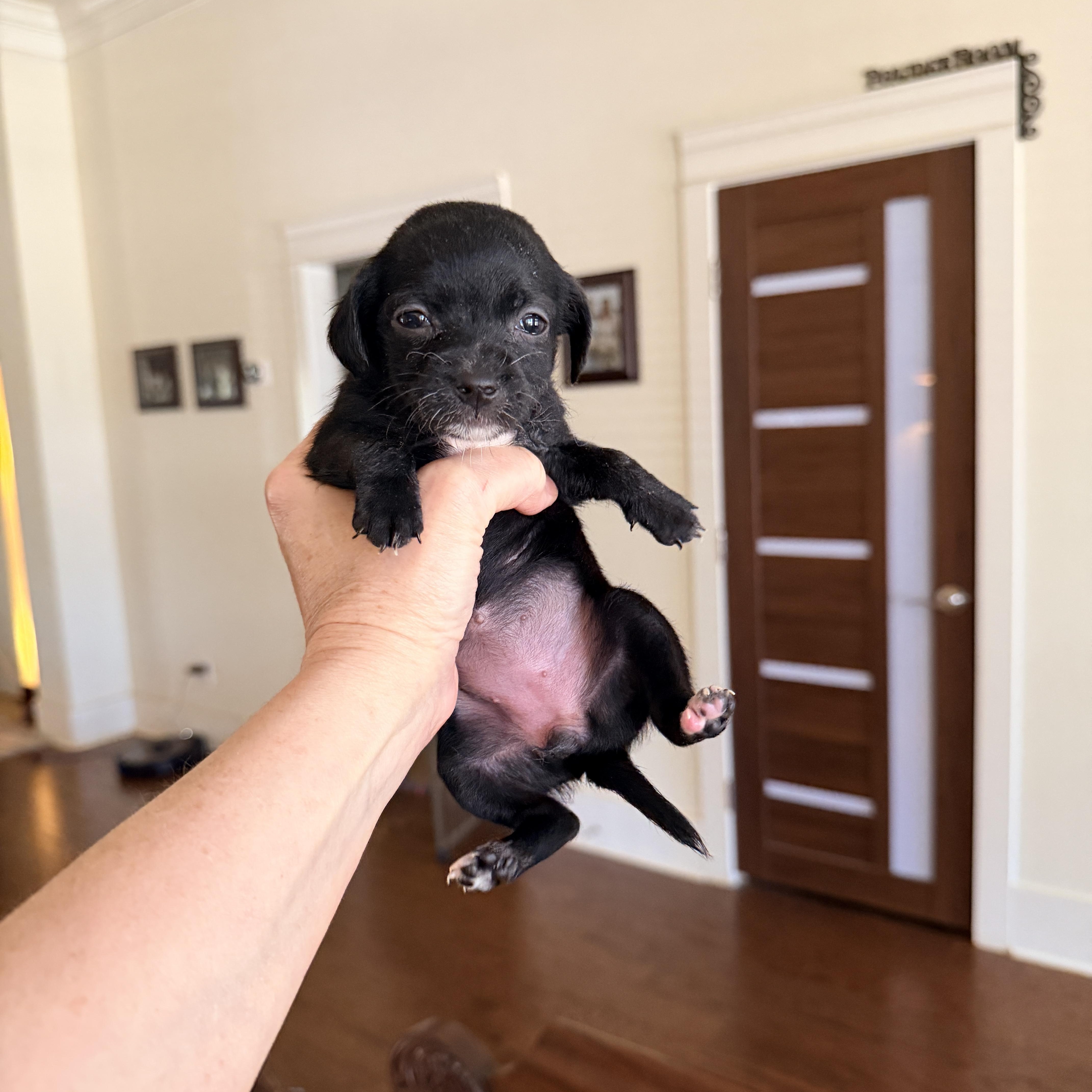 Magpie, an adopted mixed breed in Newfoundland, NJ image 2/2