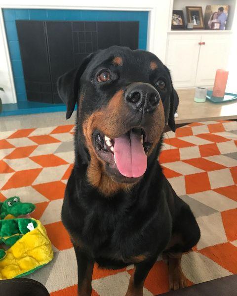 Buster, Adopted, Adult Male Rottweiler.