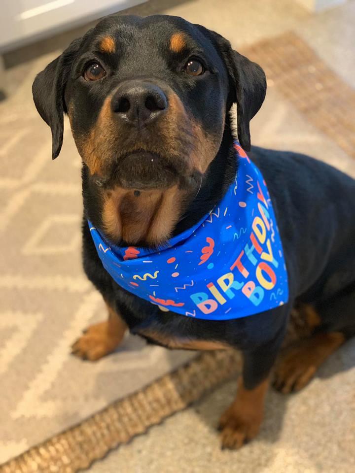 Buster, a Adopted Rottweiler in Sanford, FL image 2/3