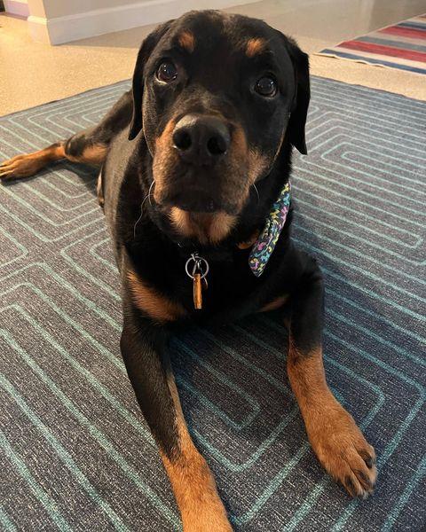 Buster, a Adopted Rottweiler in Sanford, FL image 3/3